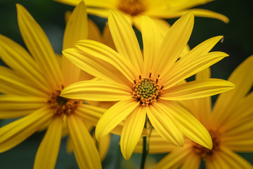 yellow flower, close up