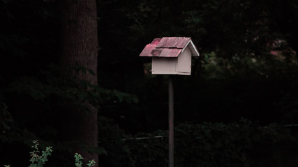 Bird nest in the backyard of Canadian house.