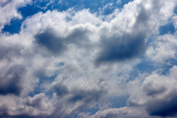 Fototapeta na wymiar A flock of pelicans soars in the cloudy sky