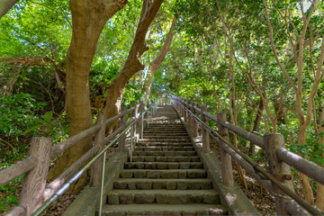 Fototapeta premium 静岡県駿東郡清水町 柿田川湧水公園 名水100選