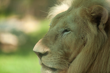 Portrait of a white lion from the zoo