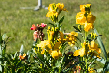 Fleurs d'automne en gros plan