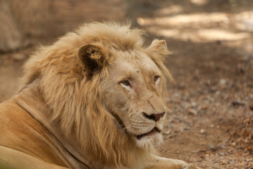 close up head white lion
