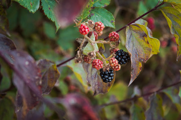 Close-up photo of blackberries. Organic, healthy nutrition, food.
