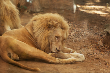 Portrait of a white lion from the zoo