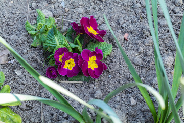 Fleurs d'automne en gros plan