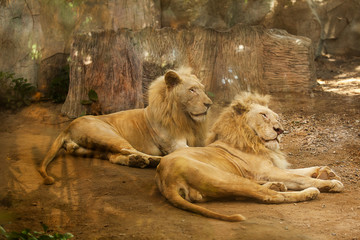 Obraz premium Two lions sleeping