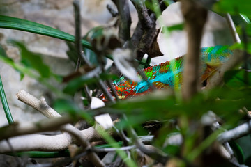 Adult male Chameleon on a branch. Close-up, photographed against the background of the jungle. Color changer reptile animal chamaeleo
