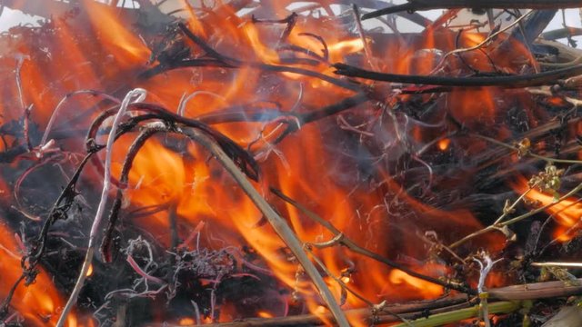 Nature burns, bushes, tree branches,green grass, dry reeds burns with a powerful flame in a fraction of a second, dark blue balls of smoke rise. The concept of summer fires, nature in danger, dark