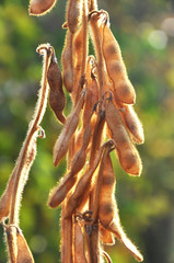 On the stem closeup of ripe soybean pods