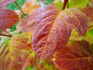 Autumn red leaves of viburnum shrub. Red viburnum branch in the garden. Viburnum opulus red leaves...