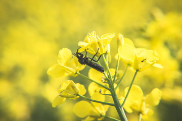 Obraz premium Raps / Rapsfeld in Brandenburg, Deutschland 5