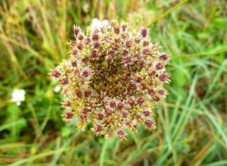 Fototapeta premium Seed head of Queen Anne's lace (Daucus carota, wild carrot). Fruit cluster of a Wild Carrot with oval fruits with hooked spines growing in a meadow. Autumn landscape, fall backgroud