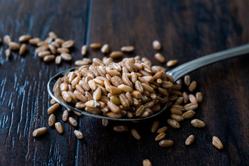 Karakilcik Organic Wheat Grains Seed in Spoon.