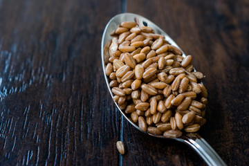Karakilcik Organic Wheat Grains Seed in Spoon.
