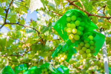 山梨県勝沼ぶどう郷　シャインマスカット狩り