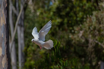 pigeon in flight