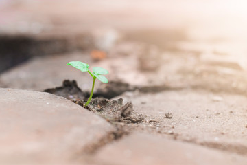 Green tree sapling on the floor cracks and the warm sunlight.