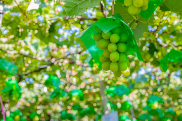 山梨県勝沼ぶどう郷　シャインマスカット狩り