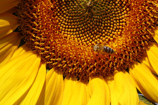 Honeybee collecting pollen from a sunflower.