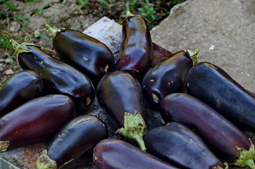 Blue eggplant or aubergine roasting on a gas stove in the garden, Zavet, Bulgaria  