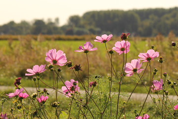 Obraz na płótnie Canvas a group of pink cosmea flowers closeup with the green countryside in the background