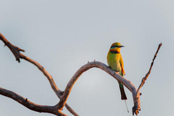 colorful bird on a branch