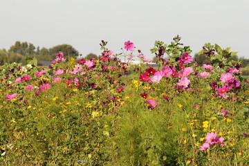 a group of a beautiful variation of wildflowers closeup in the sunshine in the dutch countryside