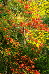 Colourful maple leaves in early autumn.