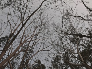 Obraz premium trees in winter