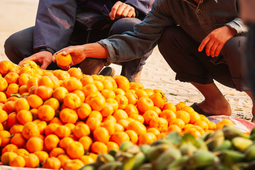 Two Vietnamese selects oranges on the roadside.