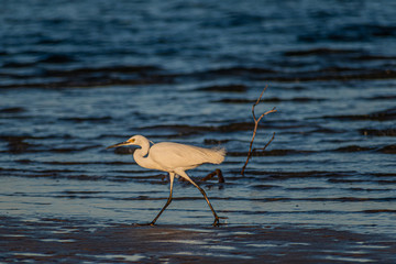 Eastern Reef Egret on the water