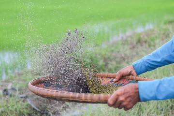Hands of rural farmers using bamboo threshing basket are winnowing mung beans.