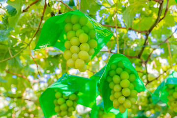 山梨県勝沼ぶどう郷　写真マスカット狩り　ぶどう棚