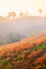 Blooming reed flowers on corn terraces.