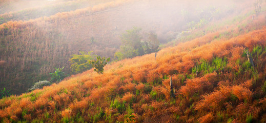 Blooming reed flowers on corn terraces.
