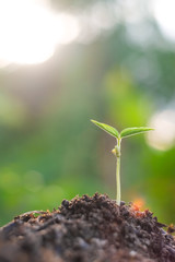 Small sapling of mung bean tree (Vigna radiata) on the ground with blurred background and bokeh close-up.