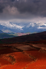 Scenery  of wheat terraces and snow mountain range.