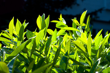 Fresh green leaves