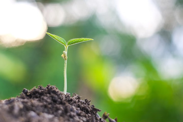 Small sapling of mung bean tree (Vigna radiata) on the ground with blurred background and bokeh close-up.