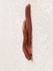 The Millipedes Mating