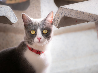 White Gray Kitten Staring The Camera