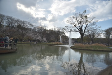 Fototapeta premium 代々木公園の桜