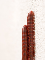 The Millipedes Mating