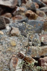 Multiple native species in the Wild Buckwheat genus are observable throughout Joshua Tree National Park of the Southern Mojave Desert, including the entrancing presence of Eriogonum Plumatella, common