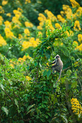 A Phayre&rsquo;s leaf monkey sits on the canopy of wild tree.