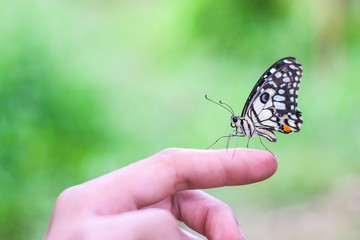 Black butterfly on fingers hand blurred backgrounds and bokeh.