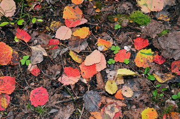 autumn leaves on grass