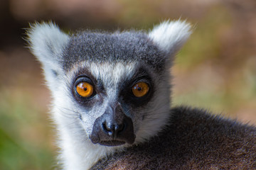 serious lemur