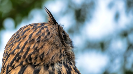 European Eagle Owl close up side portrait showing ears, eye. beak. feathers and plumage.